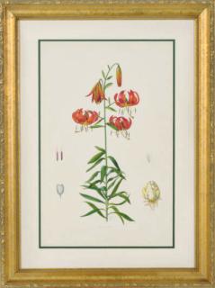 Lilian Snelling - Lillies: Four Plates