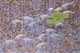 Lin Onus - Fish and Lillies