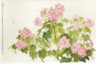 Liu Yong - Cotton Rose Hibiscus