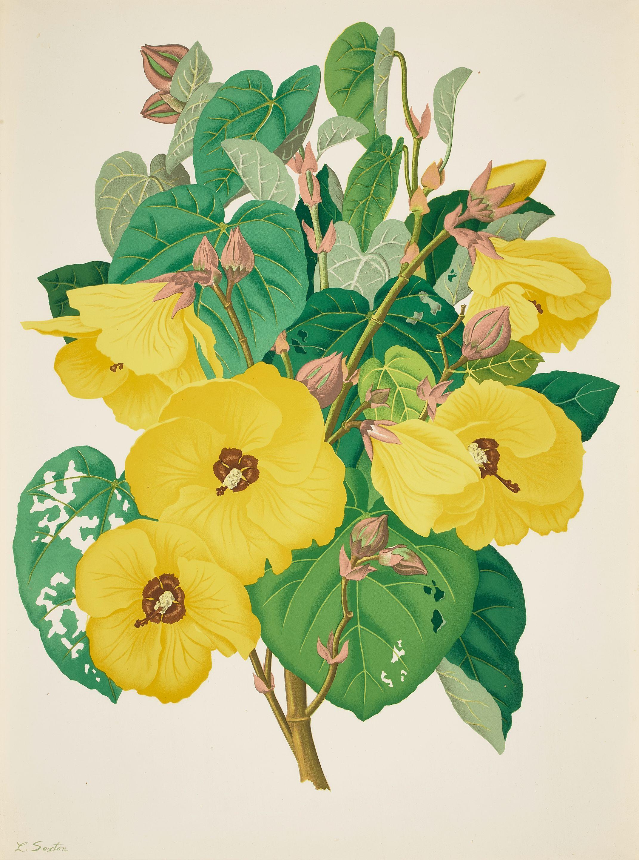 Lloyd Sexton, Jr. - Hawaiian Flowers 7