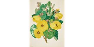 Lloyd Sexton, Jr. - Hawaiian Flowers 7