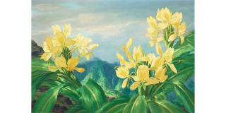 Lloyd Sexton, Jr. - Yellow Ginger on Tantalus Overlooking Manoa Valley Falls, Oʻahu
