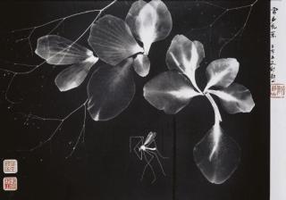 Long Chin-San - Flowers