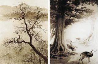 Long Chin-San - Lake view & Deer in forest