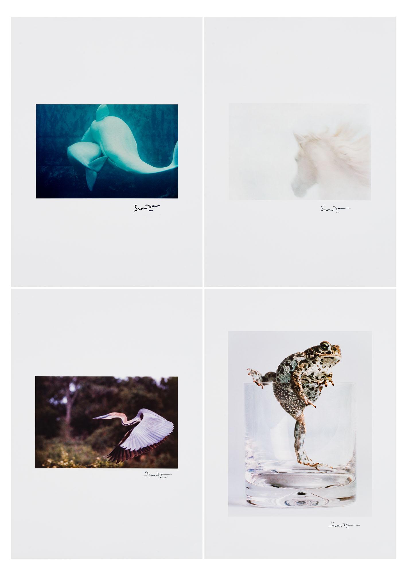 Lord Snowdon - Beluga Whales, 1968 (i); Arab Stallion, 1966 (ii); River Bird, Uganda, 1967 (iii); Naterjack Toad, 1985 (iv)