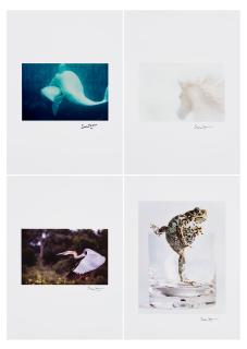 Lord Snowdon - Beluga Whales, 1968 (i); Arab Stallion, 1966 (ii); River Bird, Uganda, 1967 (iii); Naterjack Toad, 1985 (iv)