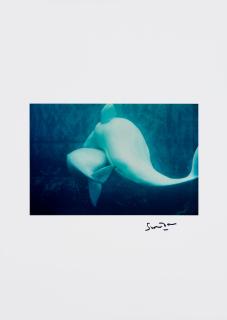 Lord Snowdon - Beluga Whales, 1968