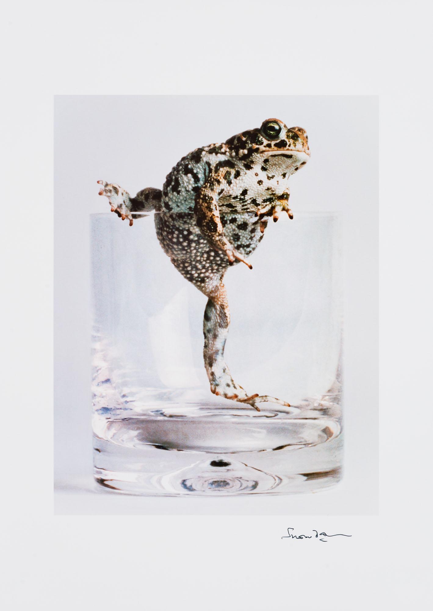 Lord Snowdon - Naterjack toad, 1985