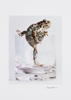 Lord Snowdon - Naterjack toad, 1985