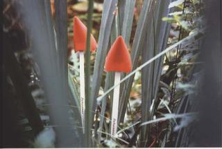 Lothar Baumgarten - Selected Images, 1968-1972