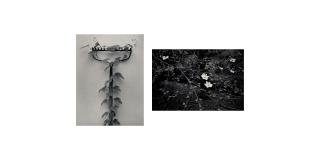 Lou Stoumen - Rake and Vine and Forest Dogwood at Twilight, California 2