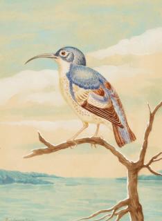 Louis Agassiz Fuertes - A Blue Headed Bird sight 11 1/4 x 13 in. framed 22 x 18 in.