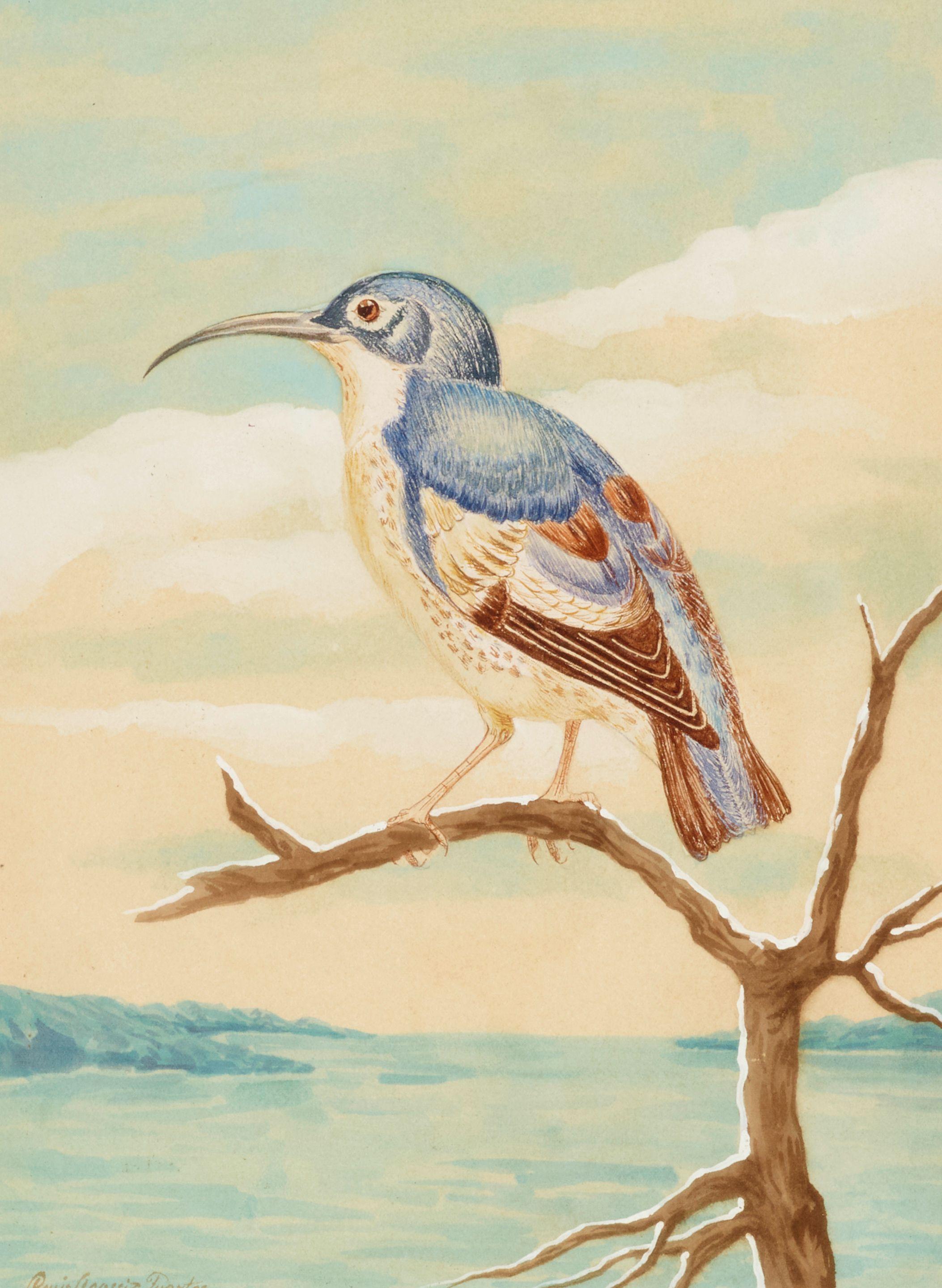 Louis Agassiz Fuertes - A Blue Headed Thrasher
