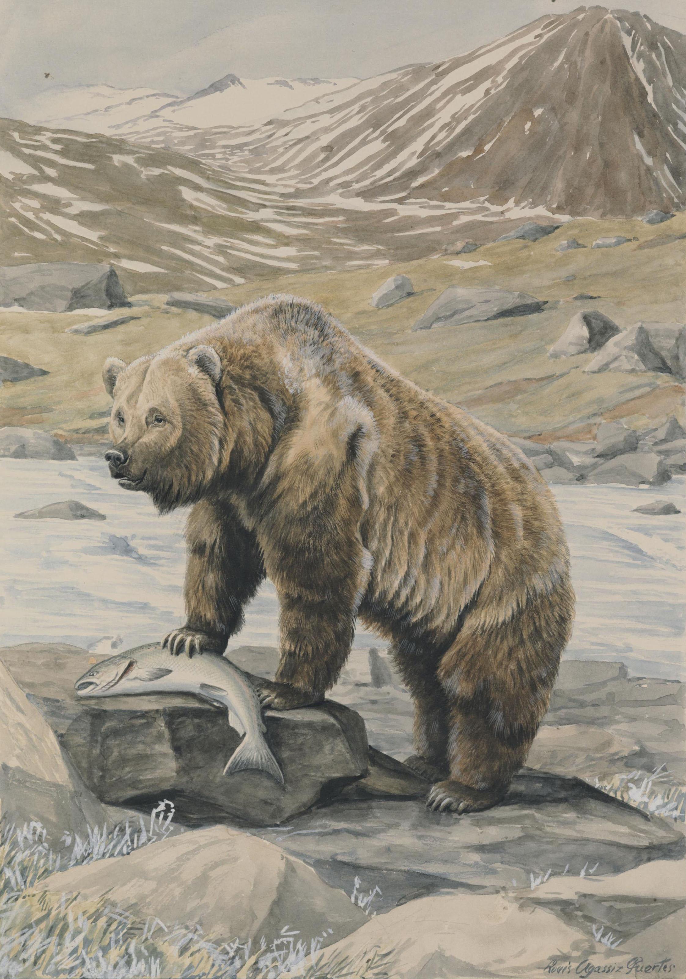 Louis Agassiz Fuertes - An Alaskan Brown Bear