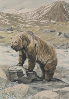 Louis Agassiz Fuertes - An Alaskan Brown Bear