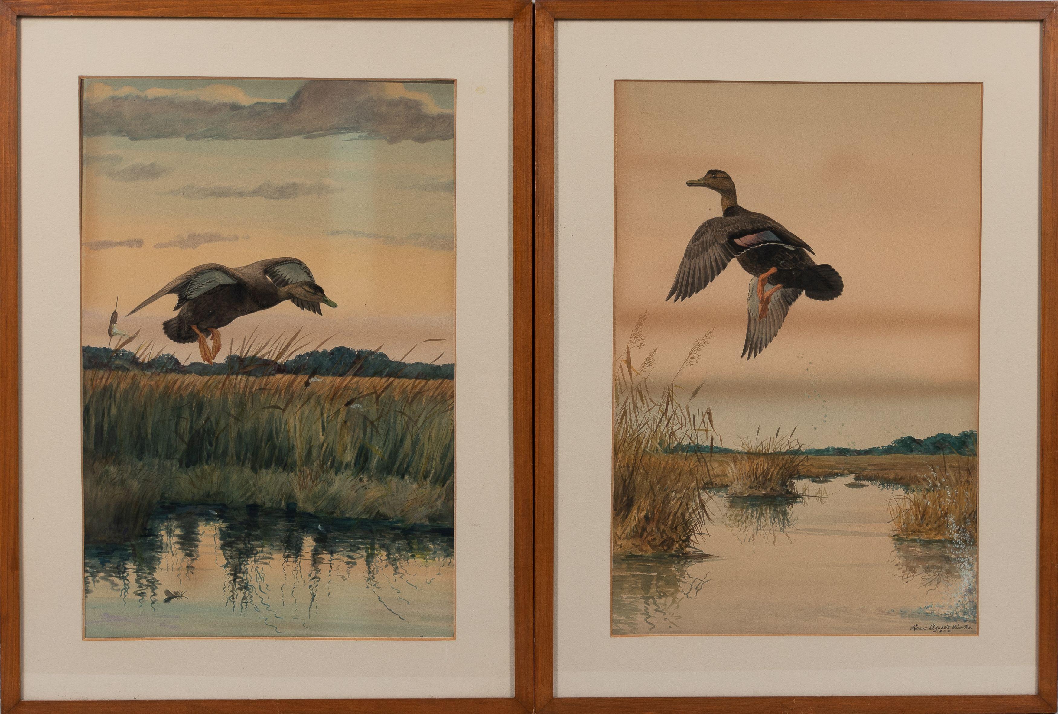 Louis Agassiz Fuertes - Five Depictions of Shore Birds and Ducks