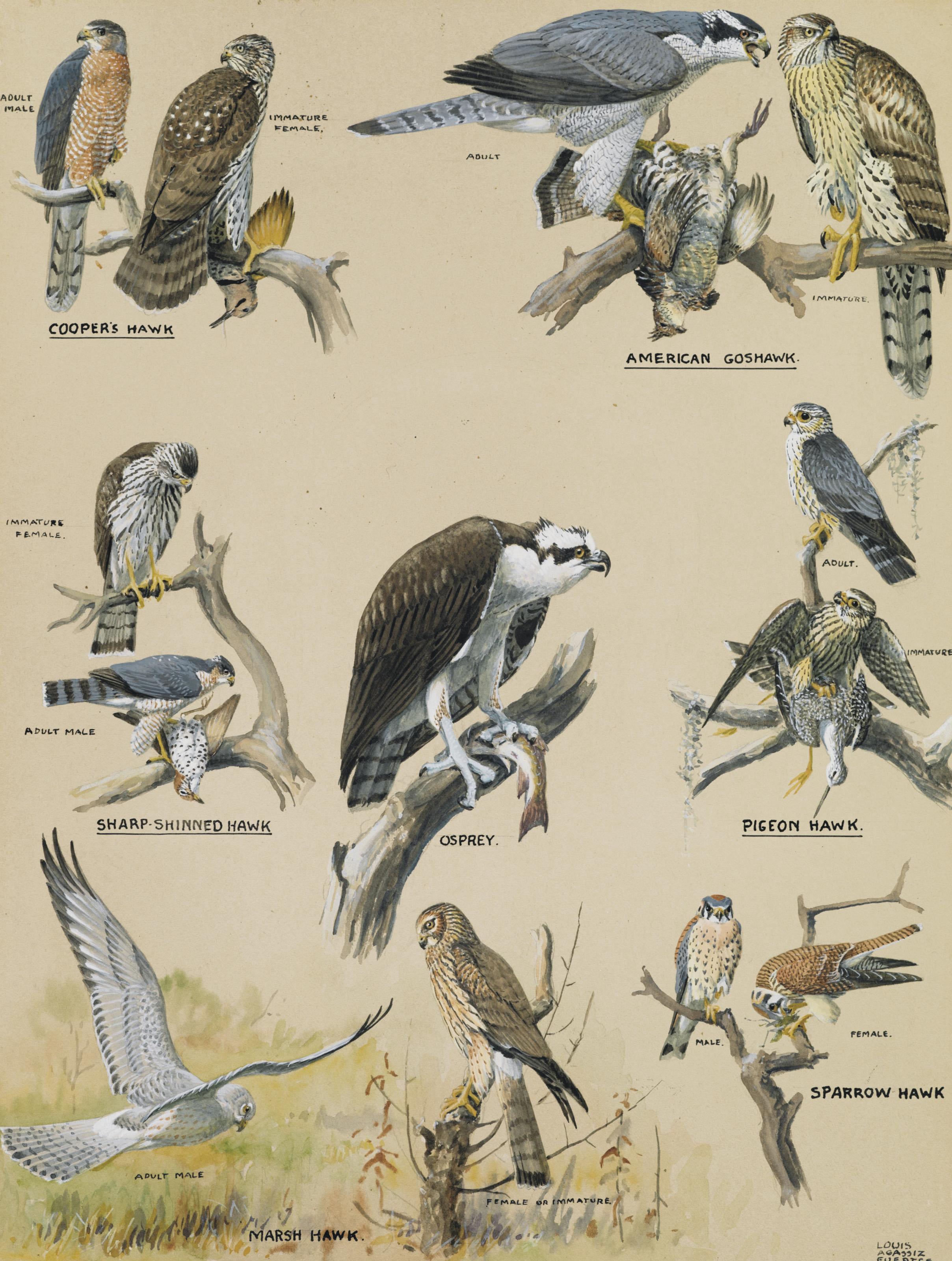 Louis Agassiz Fuertes - Members of the Hawk Family