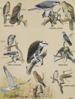 Louis Agassiz Fuertes - Members of the Hawk Family