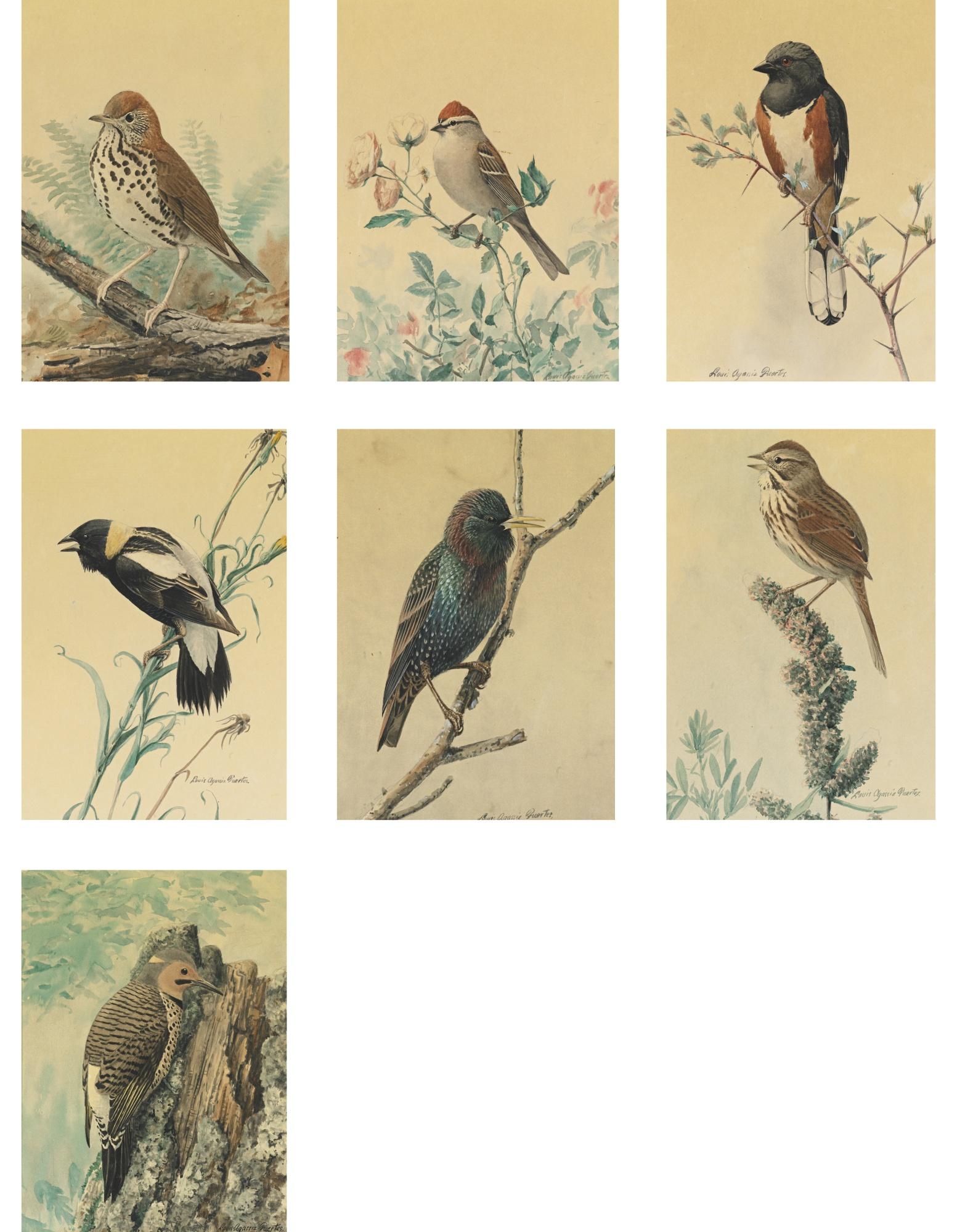 Louis Agassiz Fuertes - Studies Of Birds: Seven Watercolors