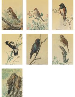 Louis Agassiz Fuertes - Studies Of Birds: Seven Watercolors