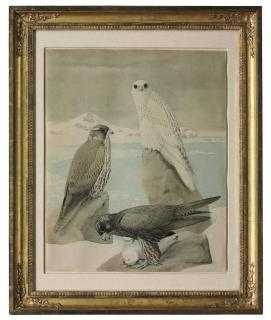 Louis Agassiz Fuertes - Three gyrfalcons