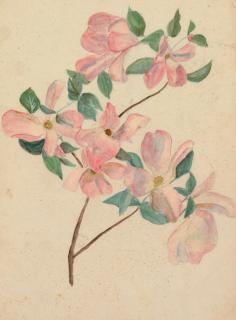 Louis Comfort Tiffany - Dogwood Branch