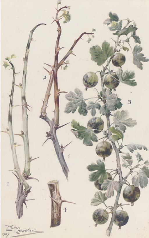 Louis Fairfax Muckley - Study of Gooseberries