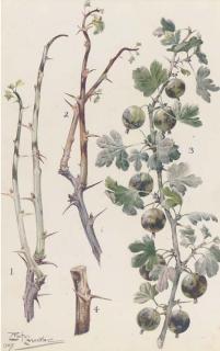 Louis Fairfax Muckley - Study of Gooseberries