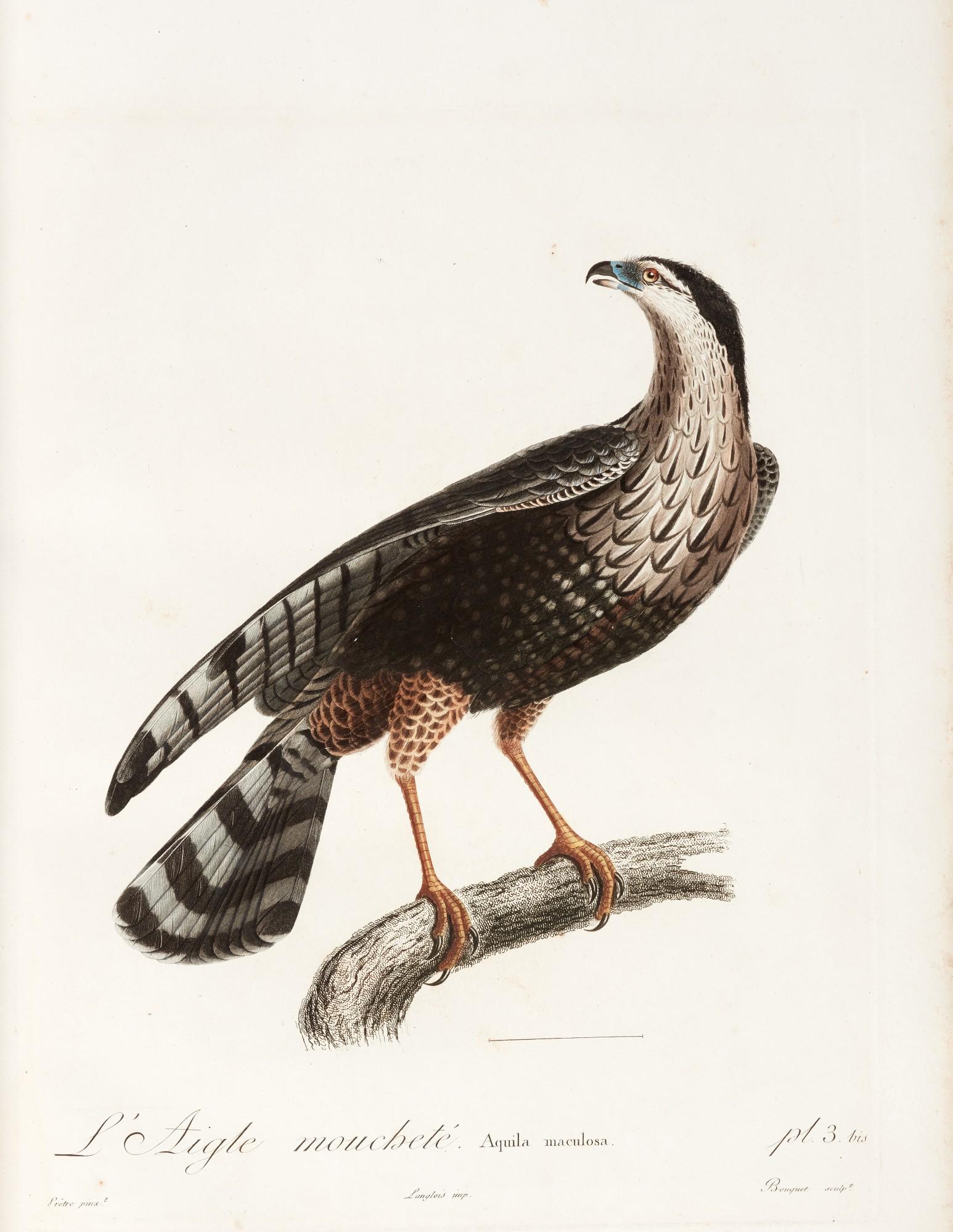 Louis Jean Pierre Vieillot - Histoire Naturelle des Oiseaux de l\'Amerique Septentrionale, Paris, 1807 [-1808], 2 volumes