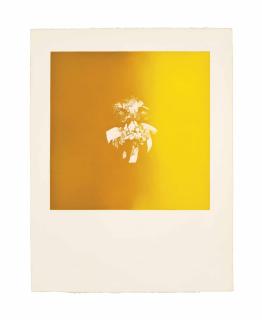 Louis Le Brocquy - Jaune