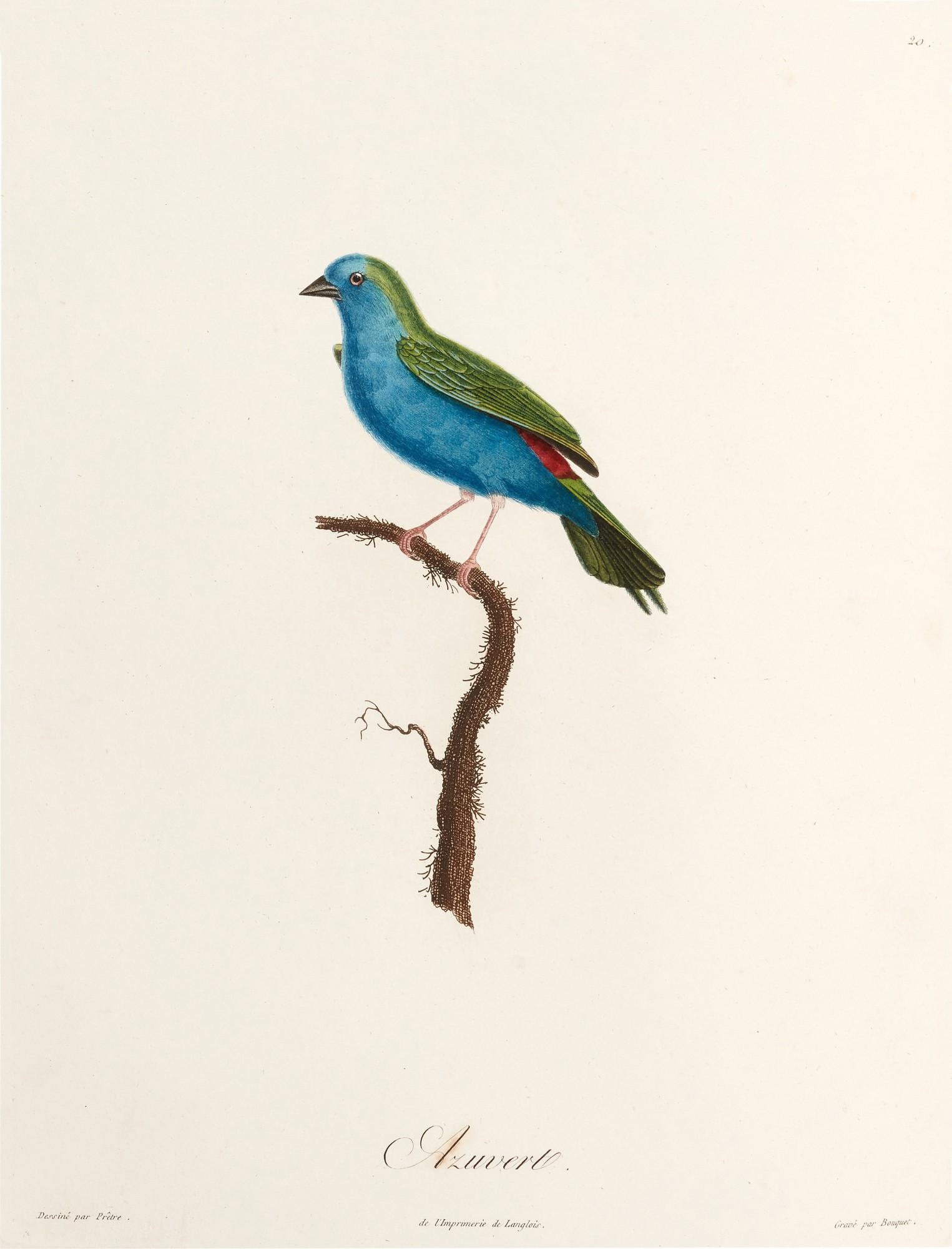 Louis Pierre Vieillot - Histoire naturelle des plus beaux oiseaux chanteurs..., Paris, 1805