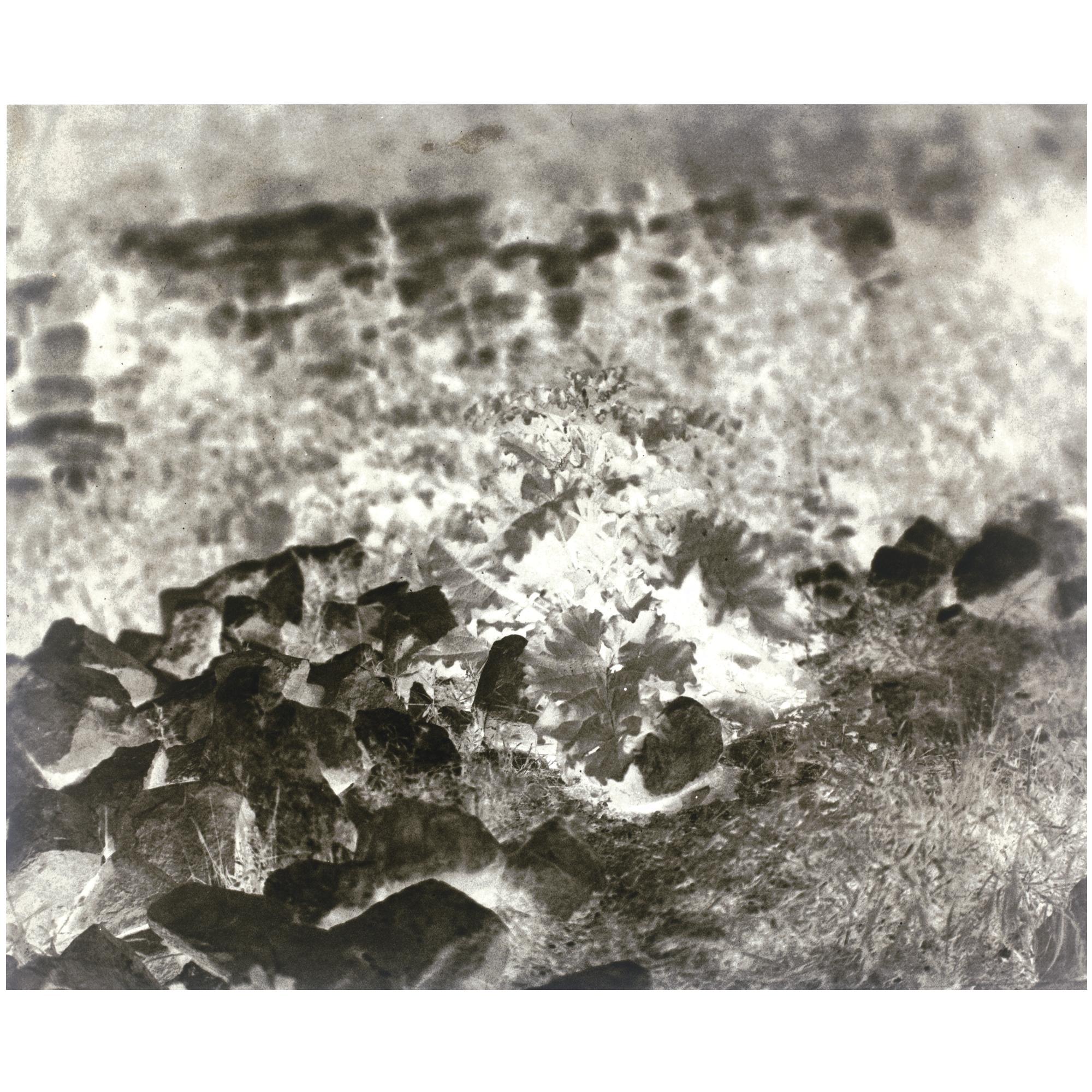 Louis-Rémy Robert - Plant Study, Sèvres, 1851