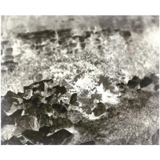 Louis-Rémy Robert - Plant Study, Sèvres, 1851