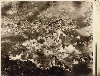 Louis Robert - Plant Study, C.1852