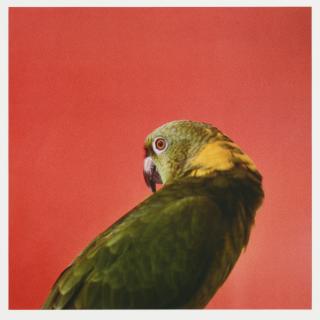 Louise Lawler - Portrait, 1982