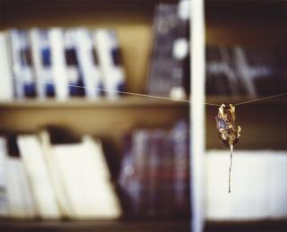 Louise Lawler - This Way I Can\'t Fight