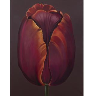 Lowell Nesbitt - Dark Red To Gold Tulip