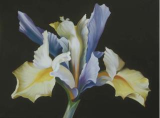 Lowell Nesbitt - Iris On Brown