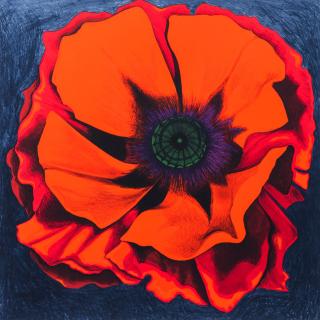 Lowell Nesbitt - Untitled (Red Poppy)