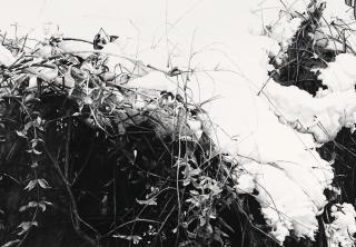 Lu Hui - Deep Snow 19-2