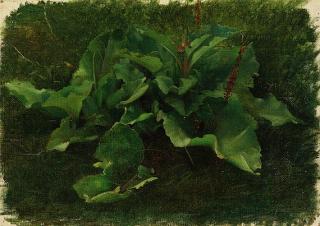 Luc Olivier Merson - Akanthusblattstudie