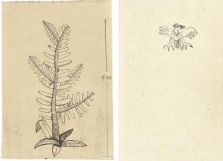 Lucian Freud, O.M. - Fern