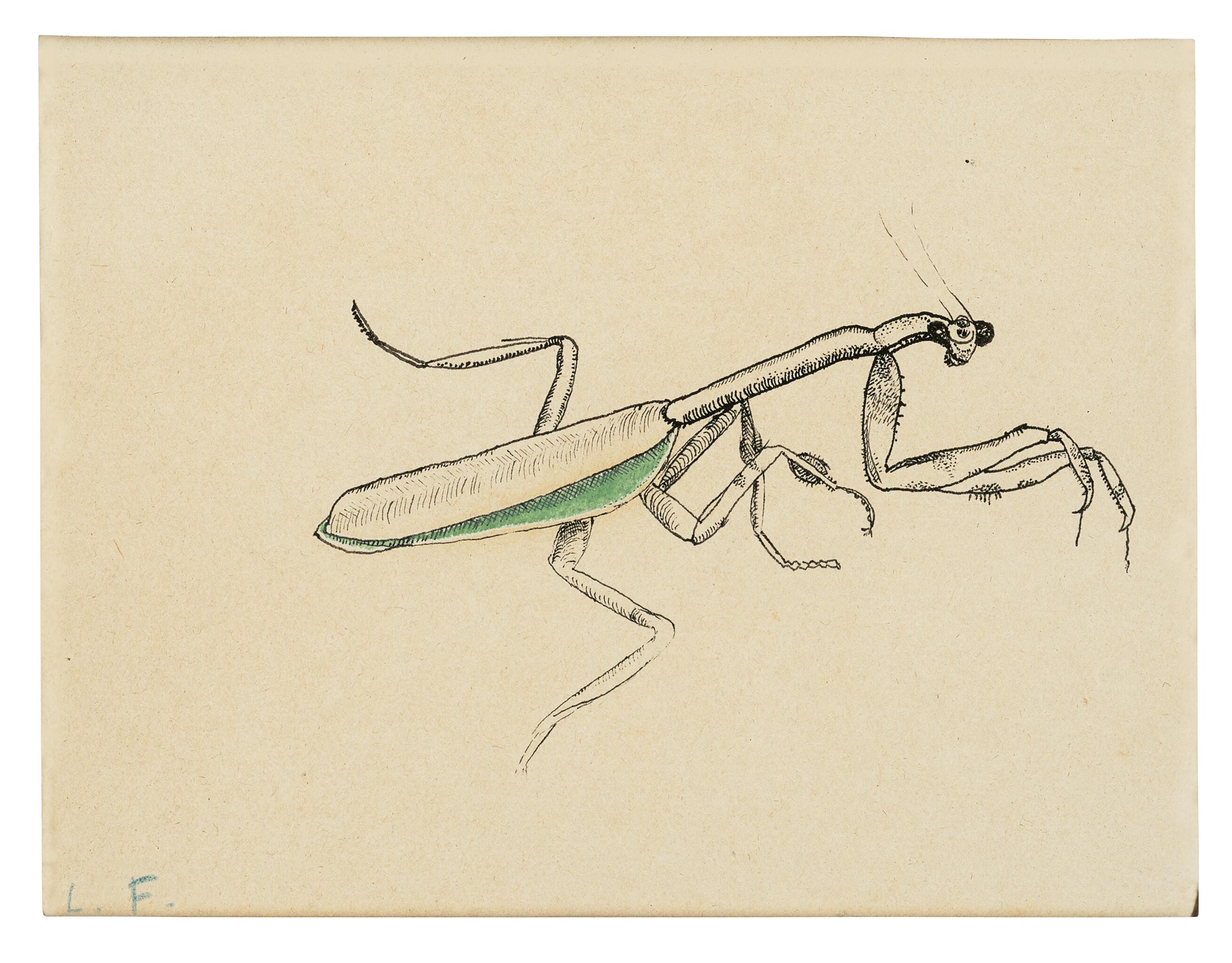 Lucian Freud - A Praying Mantis