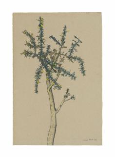 Lucian Freud - Gorse Sprig
