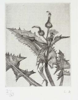 Lucian Freud - Thistle (Hartley 23)