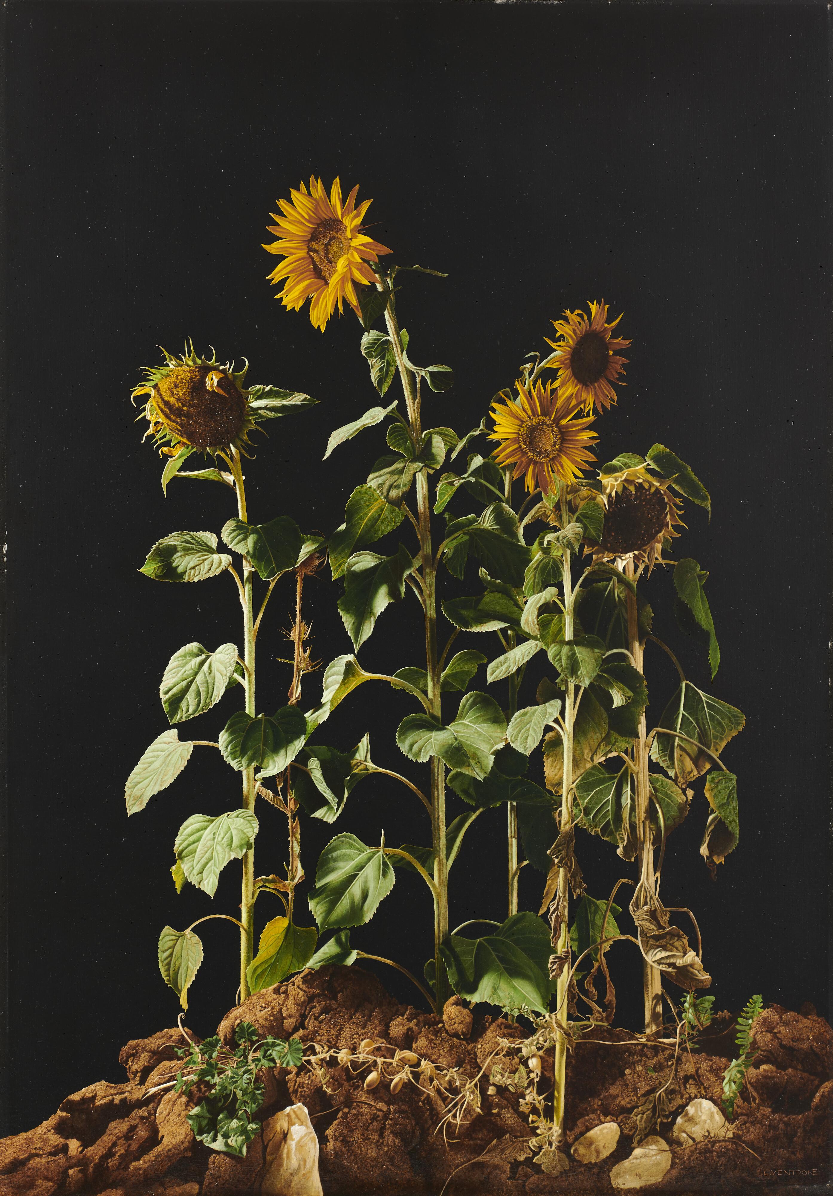 Luciano Ventrone - Girasoli