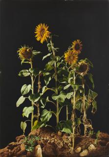 Luciano Ventrone - Girasoli