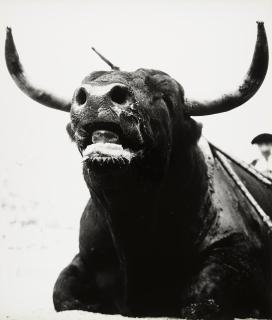 Lucien Clergue - Selected studies 9