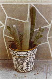 Luigi Ghirri - Modena (Cactus)