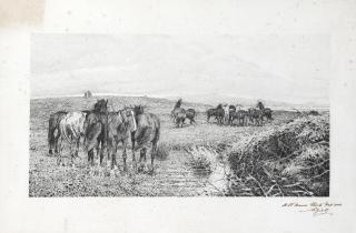 Luigi Gioli - Cavalli al pascolo